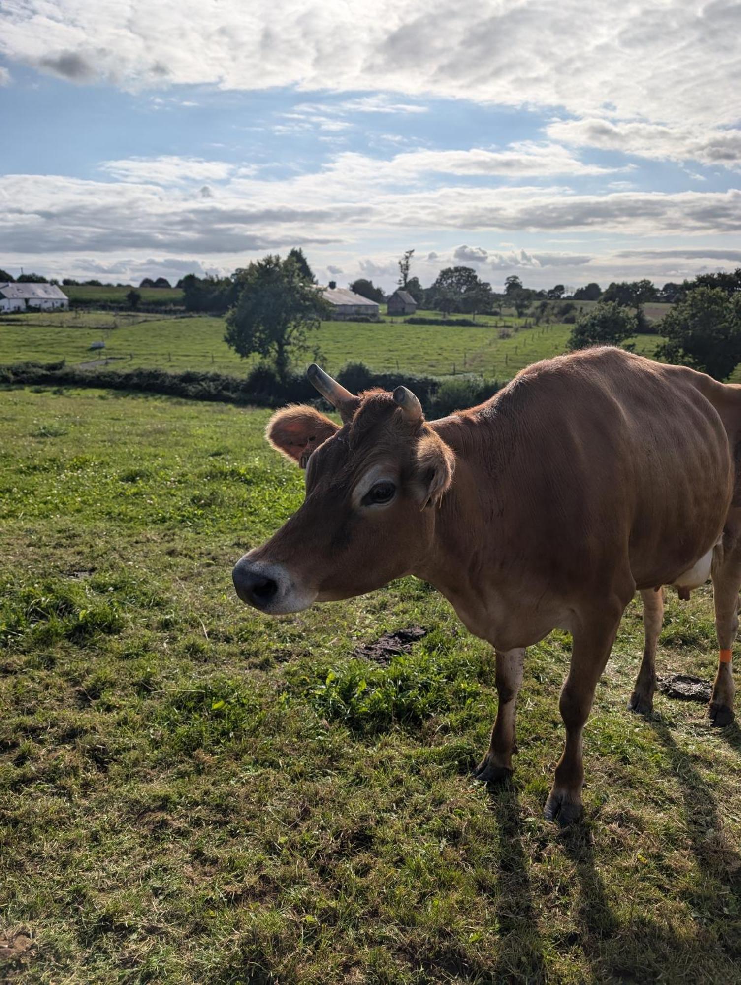 Le Teilleul Ferme De La Gortiere Bed & Breakfast エクステリア 写真