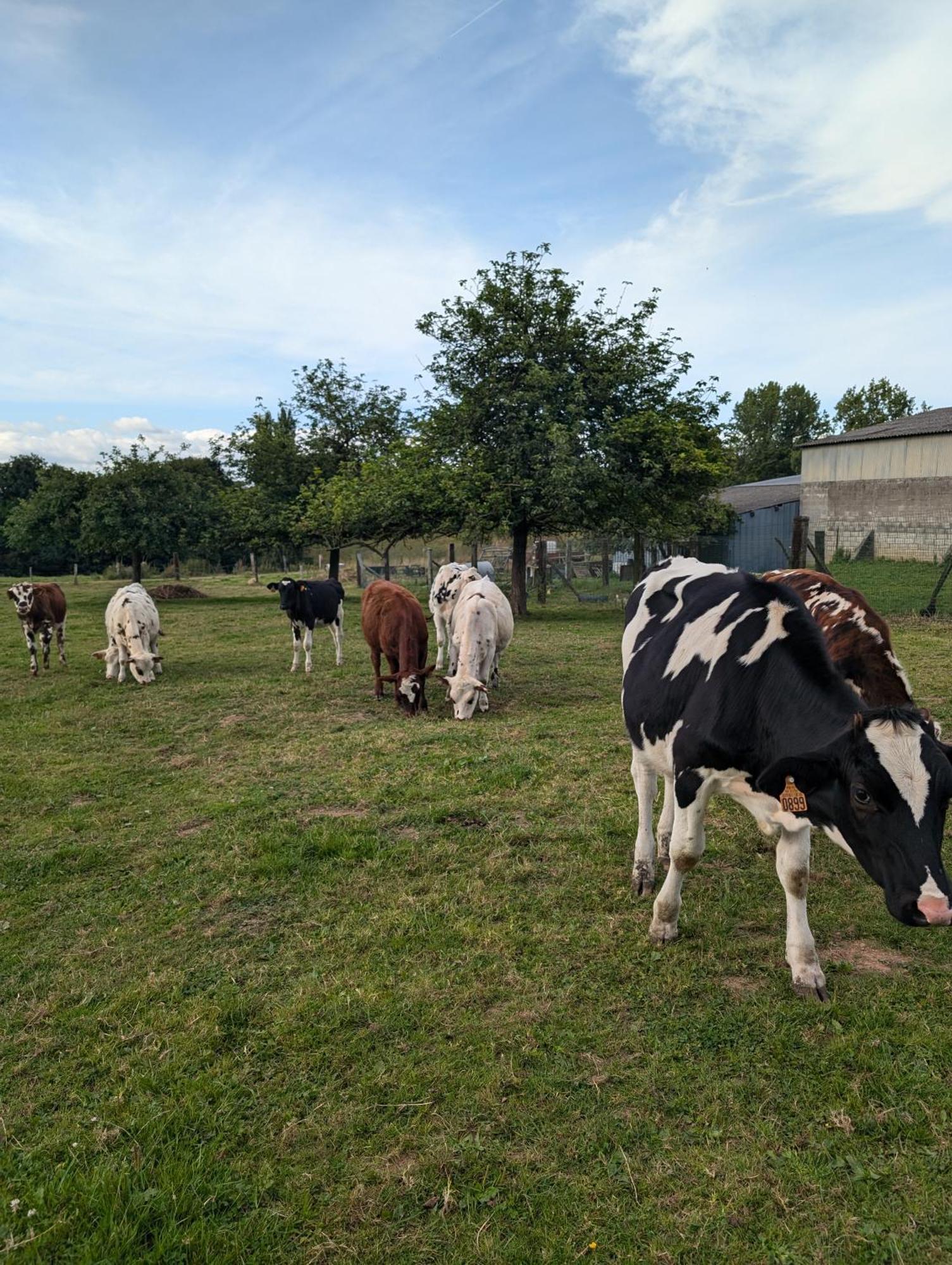 Le Teilleul Ferme De La Gortiere Bed & Breakfast エクステリア 写真