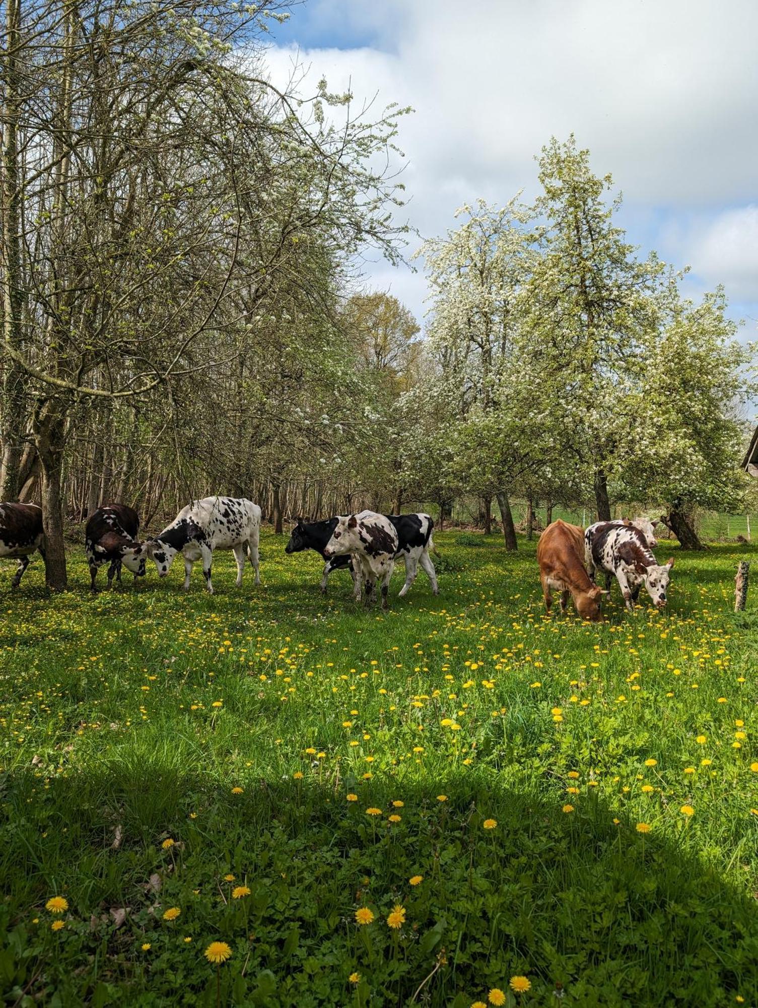 Le Teilleul Ferme De La Gortiere Bed & Breakfast エクステリア 写真