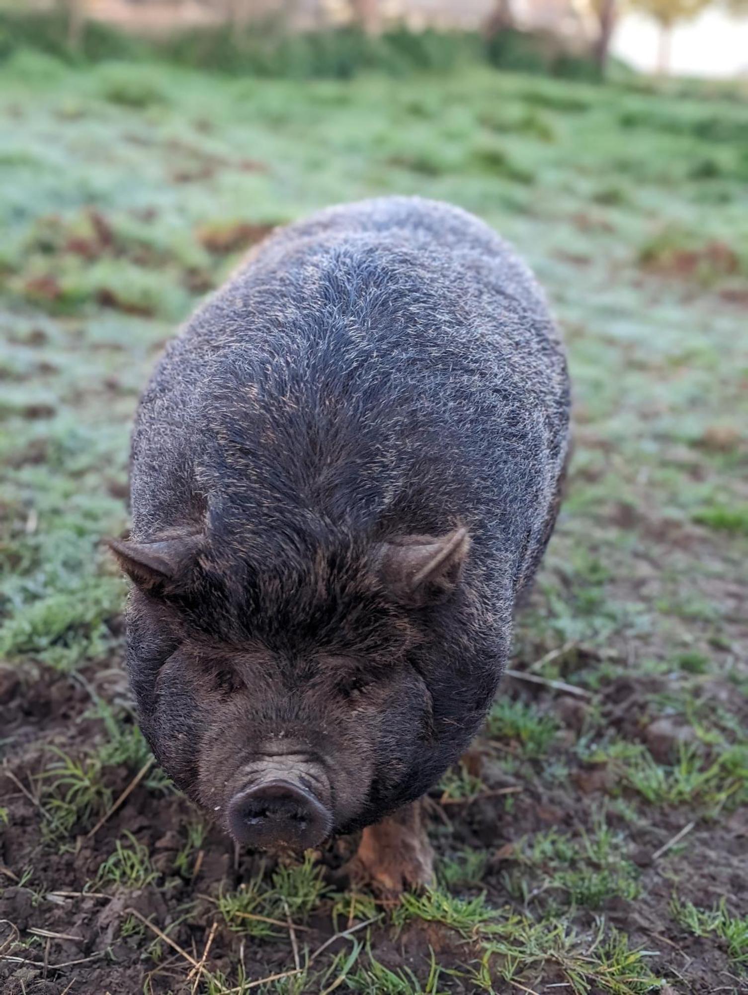 Le Teilleul Ferme De La Gortiere Bed & Breakfast エクステリア 写真
