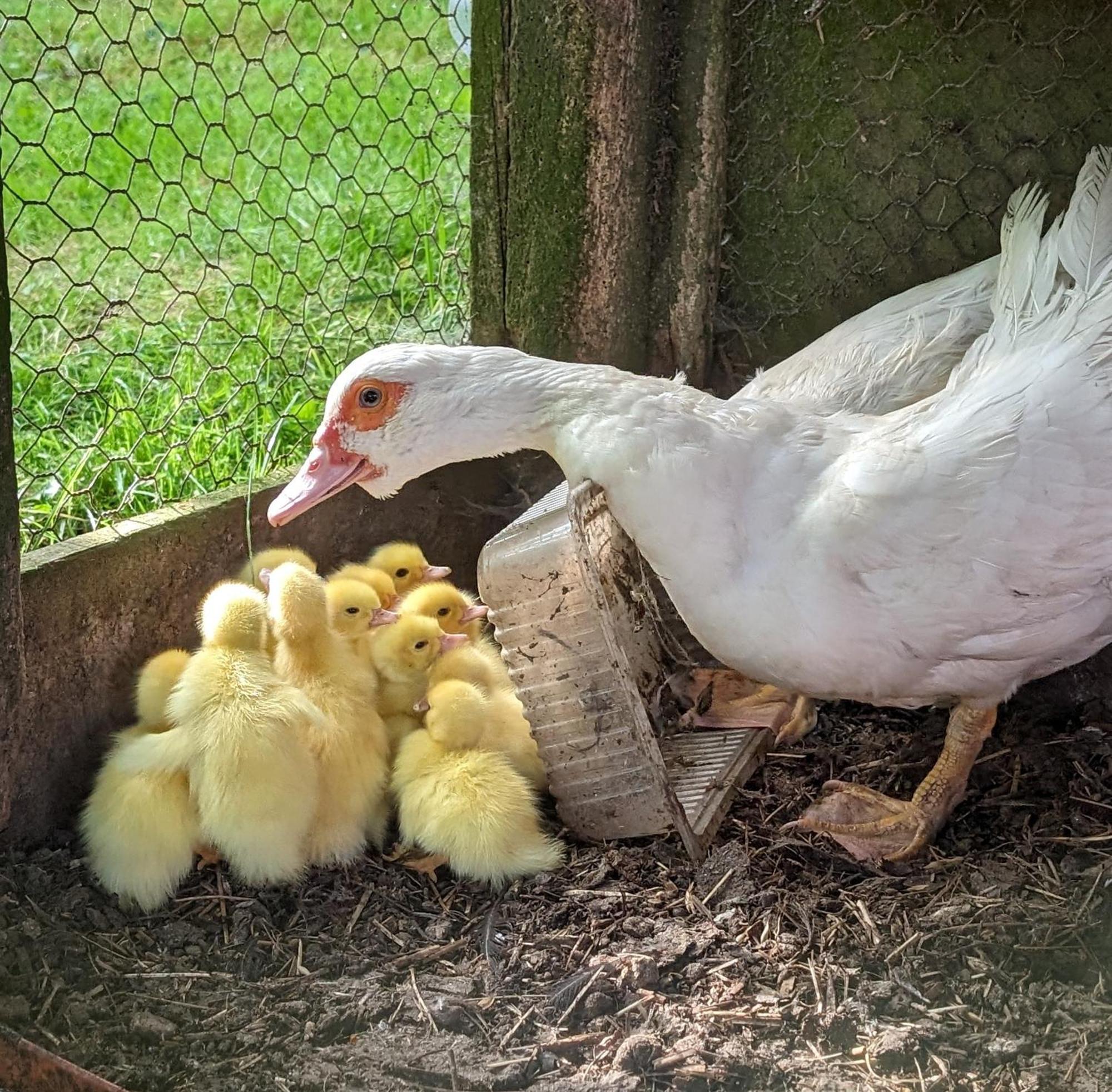 Le Teilleul Ferme De La Gortiere Bed & Breakfast エクステリア 写真