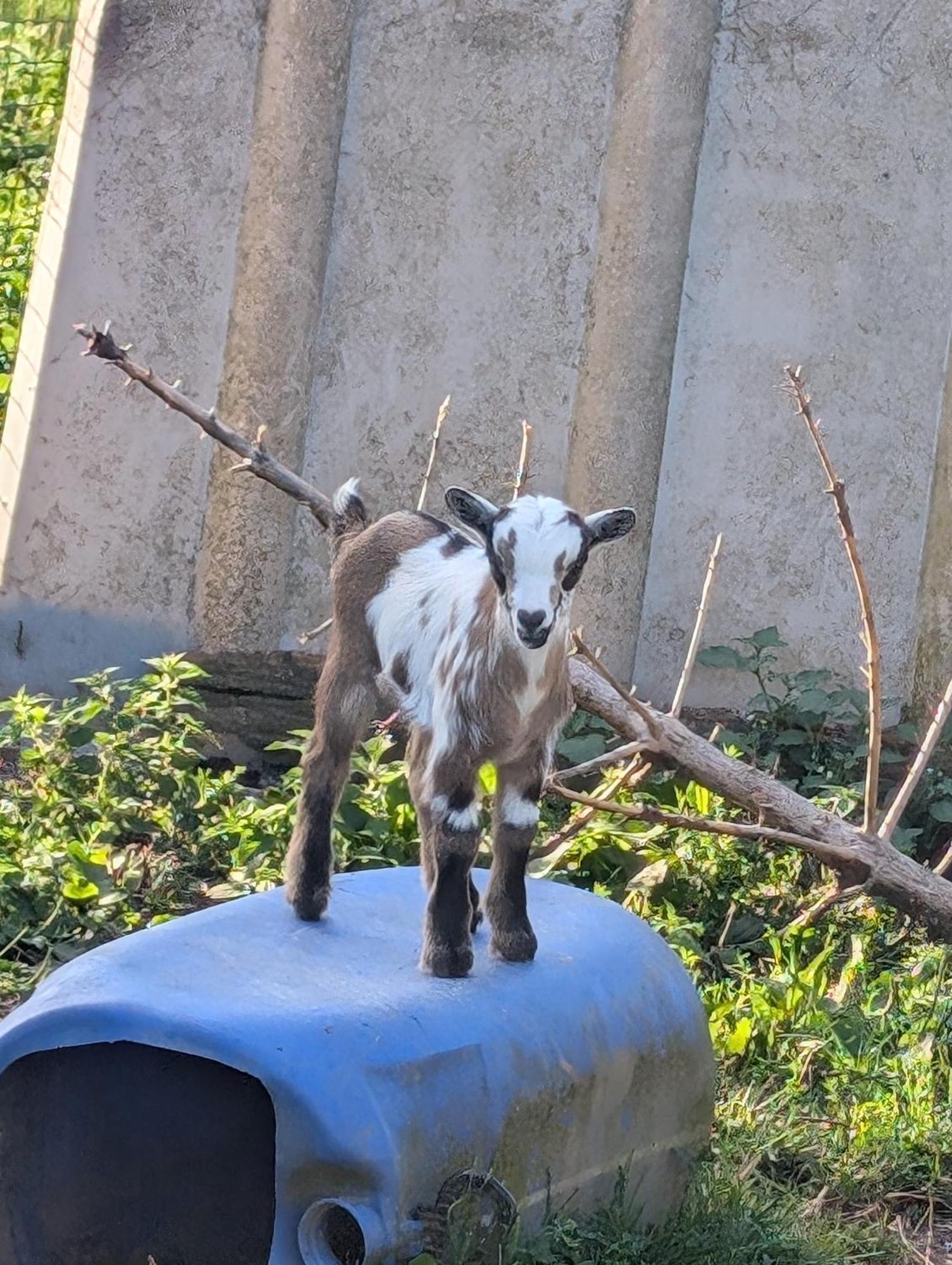 Le Teilleul Ferme De La Gortiere Bed & Breakfast エクステリア 写真