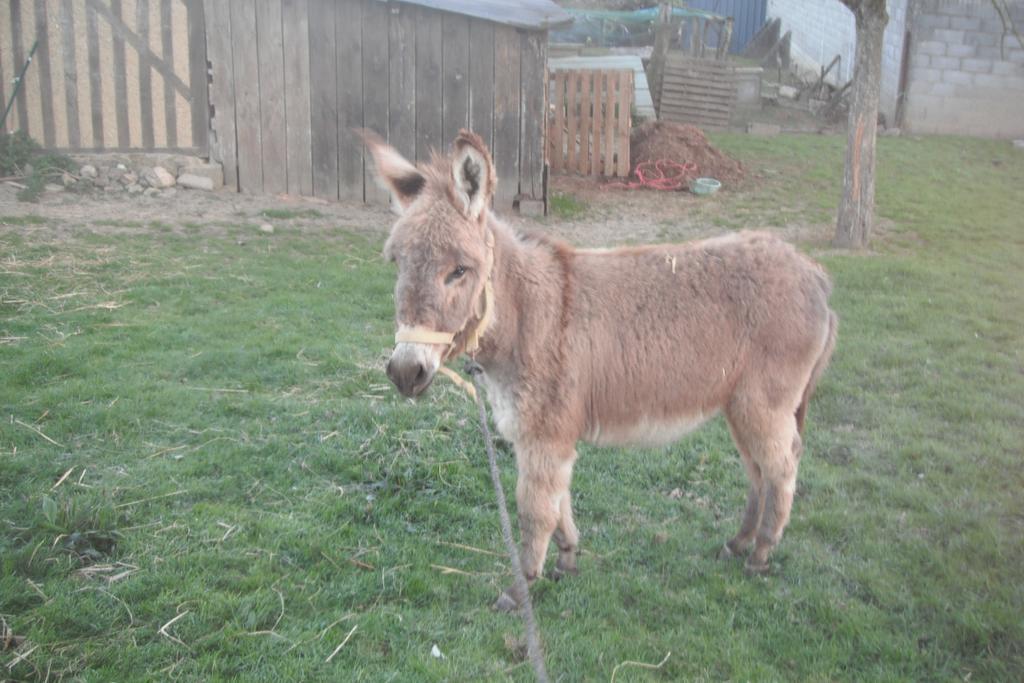 Le Teilleul Ferme De La Gortiere Bed & Breakfast エクステリア 写真