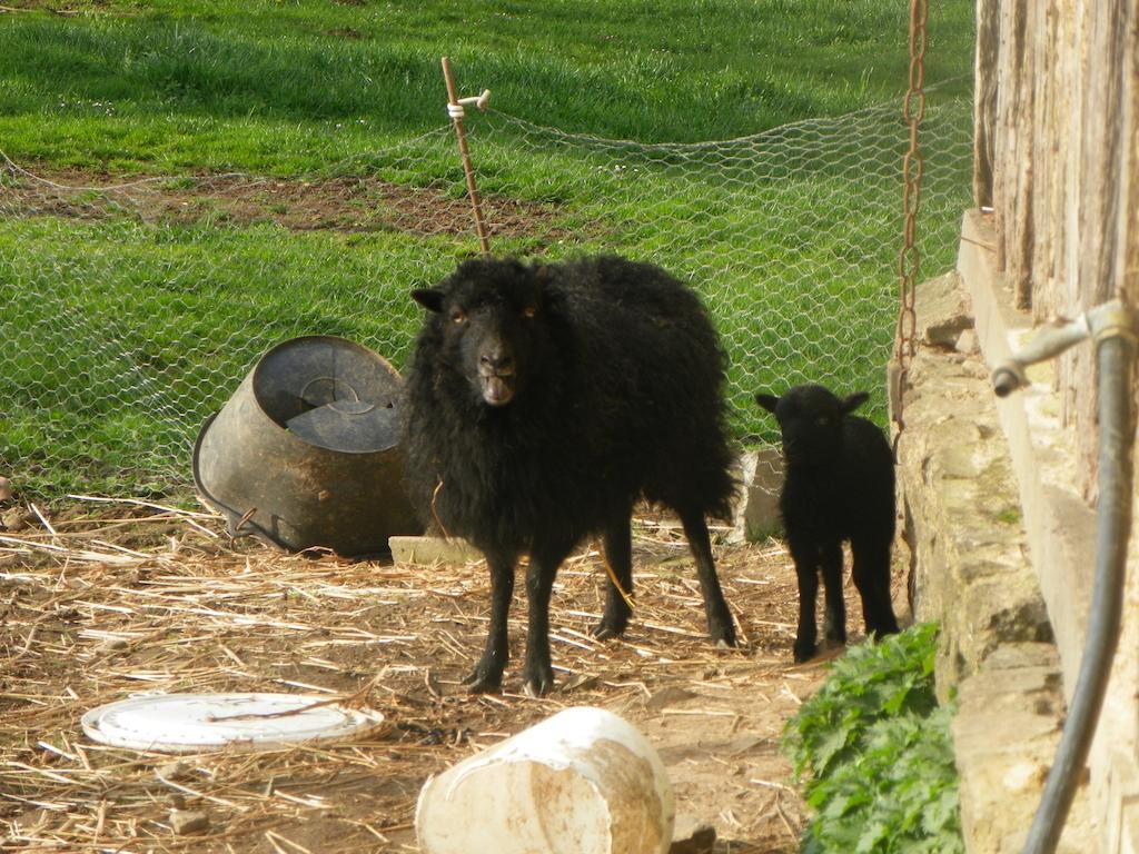Le Teilleul Ferme De La Gortiere Bed & Breakfast エクステリア 写真